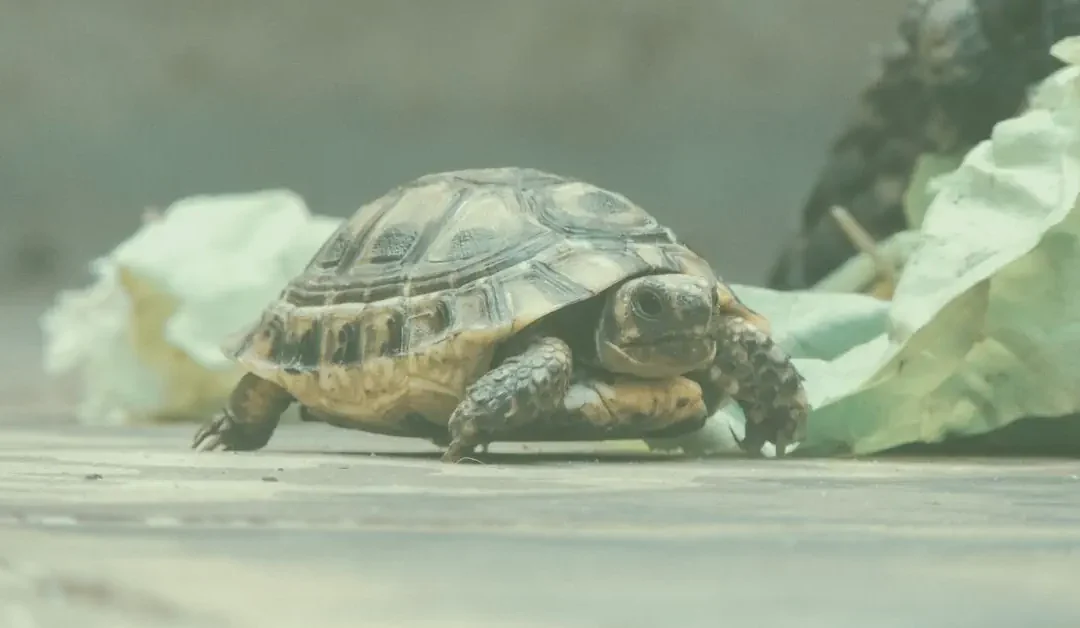 Pacing yourself is vital for Fibromyalgia